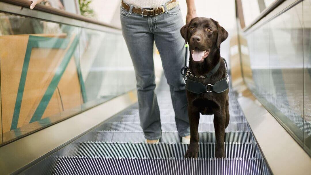 types-of-service-dogs-what-they-do-purina